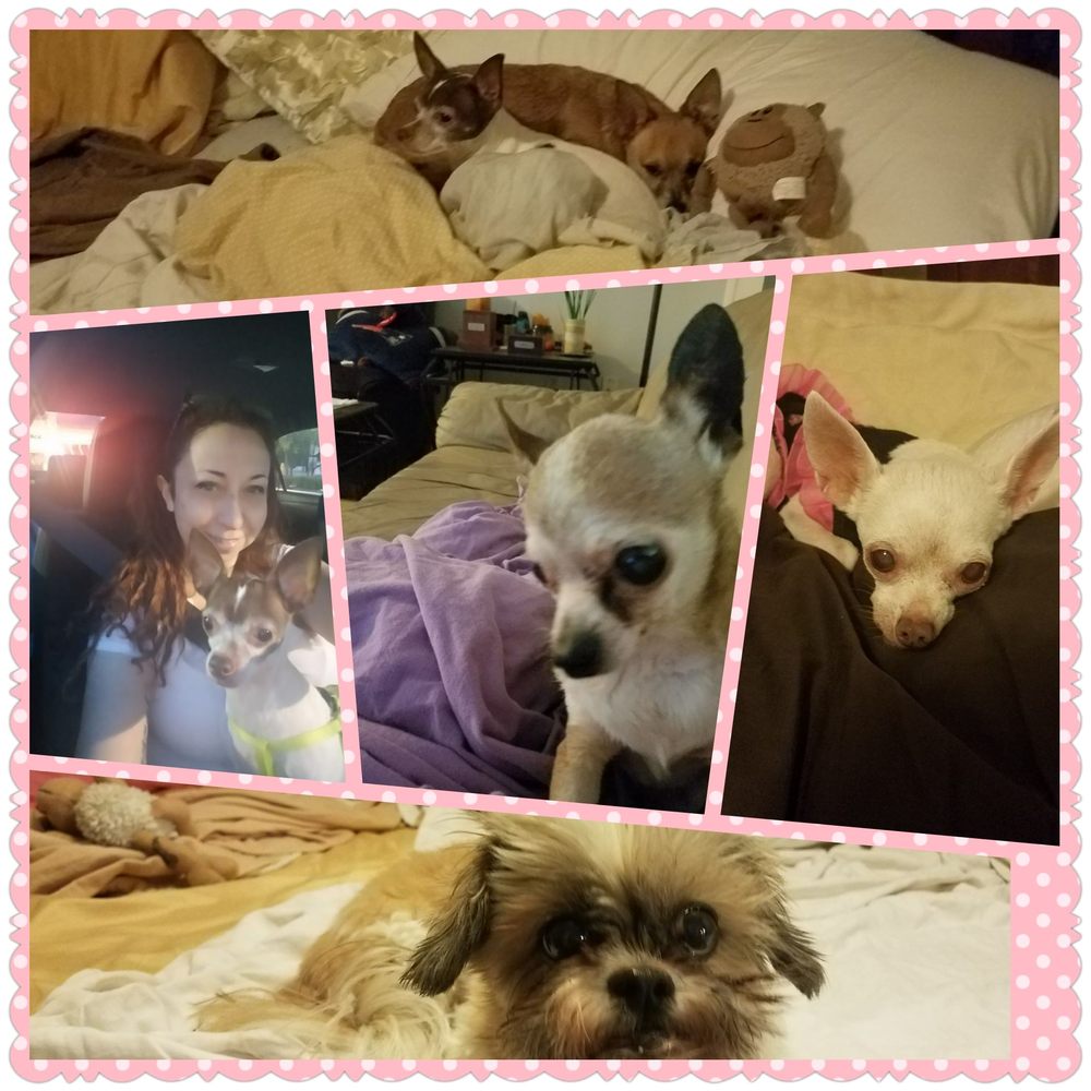 All About Animals Lissa - pet boarding facility in Fort Lauderdale, FL