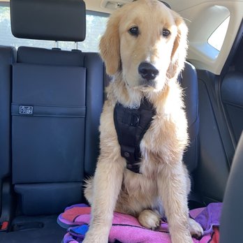 Golden Retriever Buddies - Pet Adoption Near Me Golden Retriever Buddies - Pet Adoption Near Me