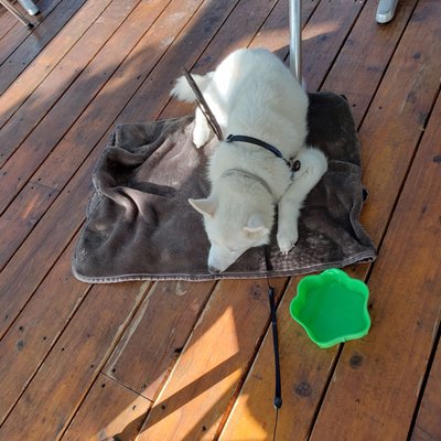 Fiamma Pizza by null