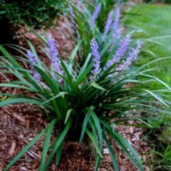 A & G Plant Nursery
