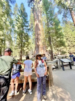 General Sherman Tree by null