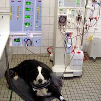 Tierklinik Norderstedt - Veterinarians Near Me - Norderstedt, SH Tierklinik Norderstedt - Veterinarians Near Me - Norderstedt, SH