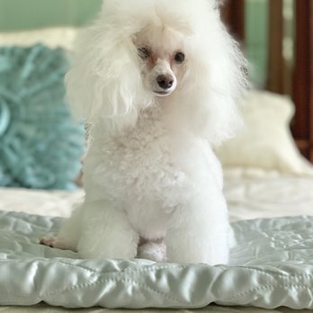 Frisco Pet Grooming & Spa - Holly - Pet Groomers Near Me - Frisco, Texas