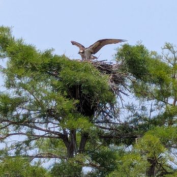 Jordan Lake Tours - Boat Tours Near Me - Moncure, North Carolina