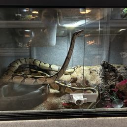 Awesome Lit Snake Awesome Lit Snake