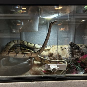 LLLReptile & Supply - Awesome Lit Snake - Reptile Shops Near Me - Oceanside, California LLLReptile & Supply - Awesome Lit Snake - Reptile Shops Near Me - Oceanside, California
