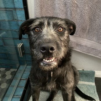 A-Team Dog Training - Look at that smile - Pet Training Near Me