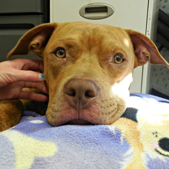 Belleville Area Humane Society - Animal Shelters Near Me - Belleville, Illinois Belleville Area Humane Society - Animal Shelters Near Me - Belleville, Illinois