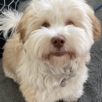 Cold Noses Dog Training - Pet Training Near Me - Seattle, Washington Cold Noses Dog Training - Pet Training Near Me - Seattle, Washington
