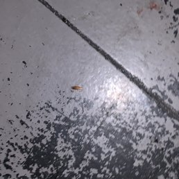 This little fucker tried coming for my pizza.
