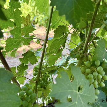 Lorimar Vineyards and Winery - Grapes - Wineries Near Me - Temecula, California Lorimar Vineyards and Winery - Grapes - Wineries Near Me - Temecula, California