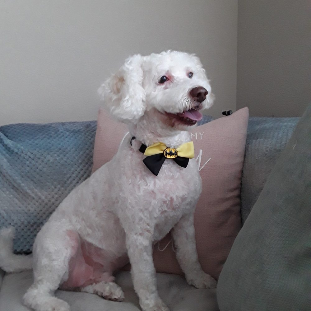 Valerie's Paw Spa - Casper after grooming. - Pet Groomers Near Me - Henderson, Nevada Valerie's Paw Spa - Casper after grooming. - Pet Groomers Near Me - Henderson, Nevada