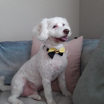 Valerie's Paw Spa - Casper after grooming. - Pet Groomers Near Me - Henderson, Nevada Valerie's Paw Spa - Casper after grooming. - Pet Groomers Near Me - Henderson, Nevada