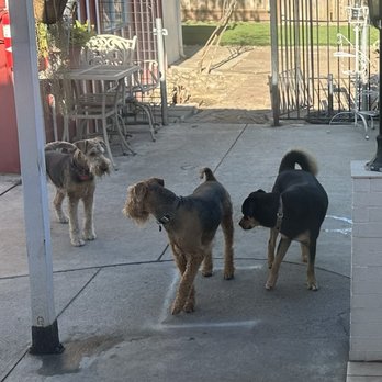 Noah's Bark Dog Services - Pet Sitting Near Me - San Jose, California Noah's Bark Dog Services - Pet Sitting Near Me - San Jose, California
