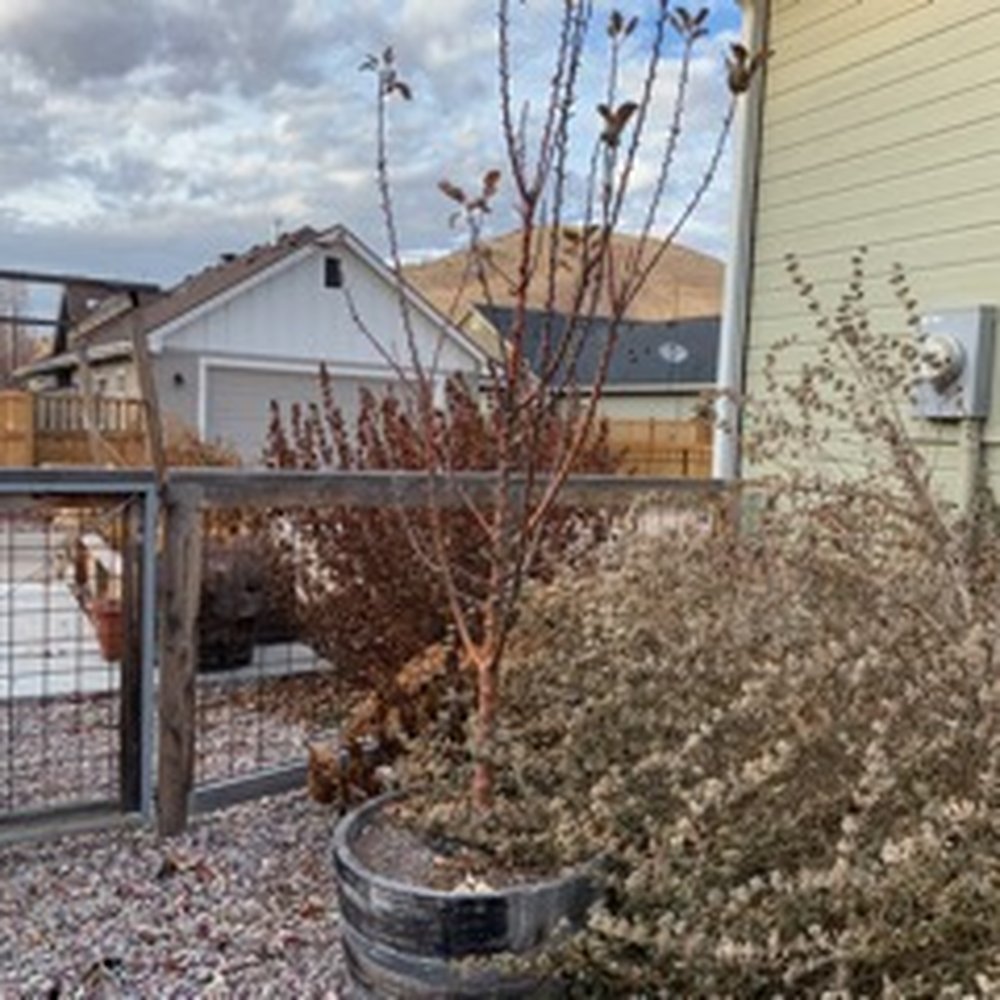 All Pro Lawn Service - a horse in a fenced in area - Snow Removal Near Me - Boise, Idaho All Pro Lawn Service - a horse in a fenced in area - Snow Removal Near Me - Boise, Idaho