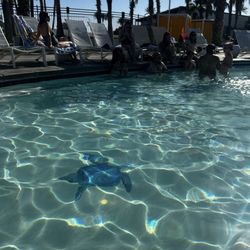 Wet Bar - Pool