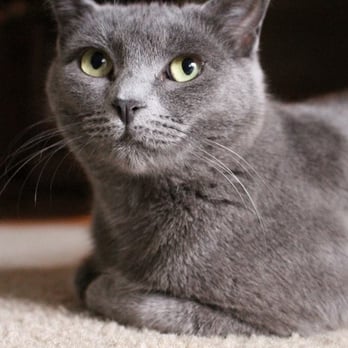 Multnomah County Animal Services - Myst - foster - Animal Shelters Near Me - Troutdale, Oregon