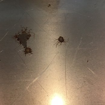 Phat Philly's Cheesesteaks - Dead Spiders inside the table. - Cheesesteaks Near Me - Tulsa, Oklahoma Phat Philly's Cheesesteaks - Dead Spiders inside the table. - Cheesesteaks Near Me - Tulsa, Oklahoma