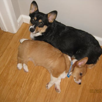Diamond Bar Grooming - Pet Groomers Near Me - Diamond Bar, California
