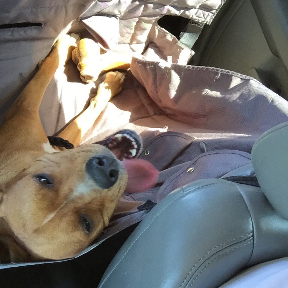A happy puppy after being picked up from her vacation at Alpine dog ranch! A happy puppy after being picked up from her vacation at Alpine dog ranch!