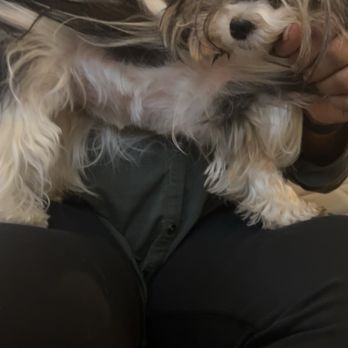 Thia Pets Grooming - This is how she looked a few hours after her "grooming". Years of growing her hair butchered! - Pet Groomers Near Me - Centerville, Ohio