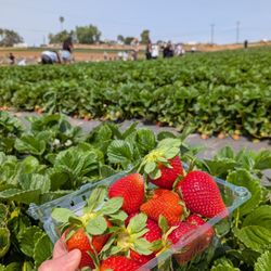 J.R. Organics CSA