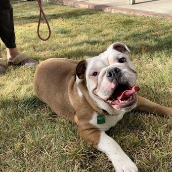 Lisa Gallegos - Denver Dog Training - Pet Training Near Me Lisa Gallegos - Denver Dog Training - Pet Training Near Me