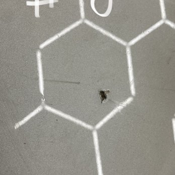 Proset Epoxy Floors - One of many mosquitos stuck in the epoxy. - Flooring Near Me