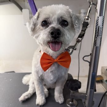 Mutt Cutts Mobile Grooming - Pet Groomers Near Me - Shorewood, Illinois Mutt Cutts Mobile Grooming - Pet Groomers Near Me - Shorewood, Illinois