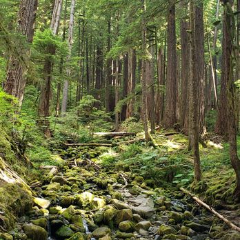 Sol Duc Falls - Bonus mini falls on trail to campground - Hiking Near Me Sol Duc Falls - Bonus mini falls on trail to campground - Hiking Near Me