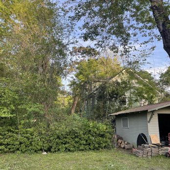 Paz Tree And Stump - Tree Services Near Me Paz Tree And Stump - Tree Services Near Me