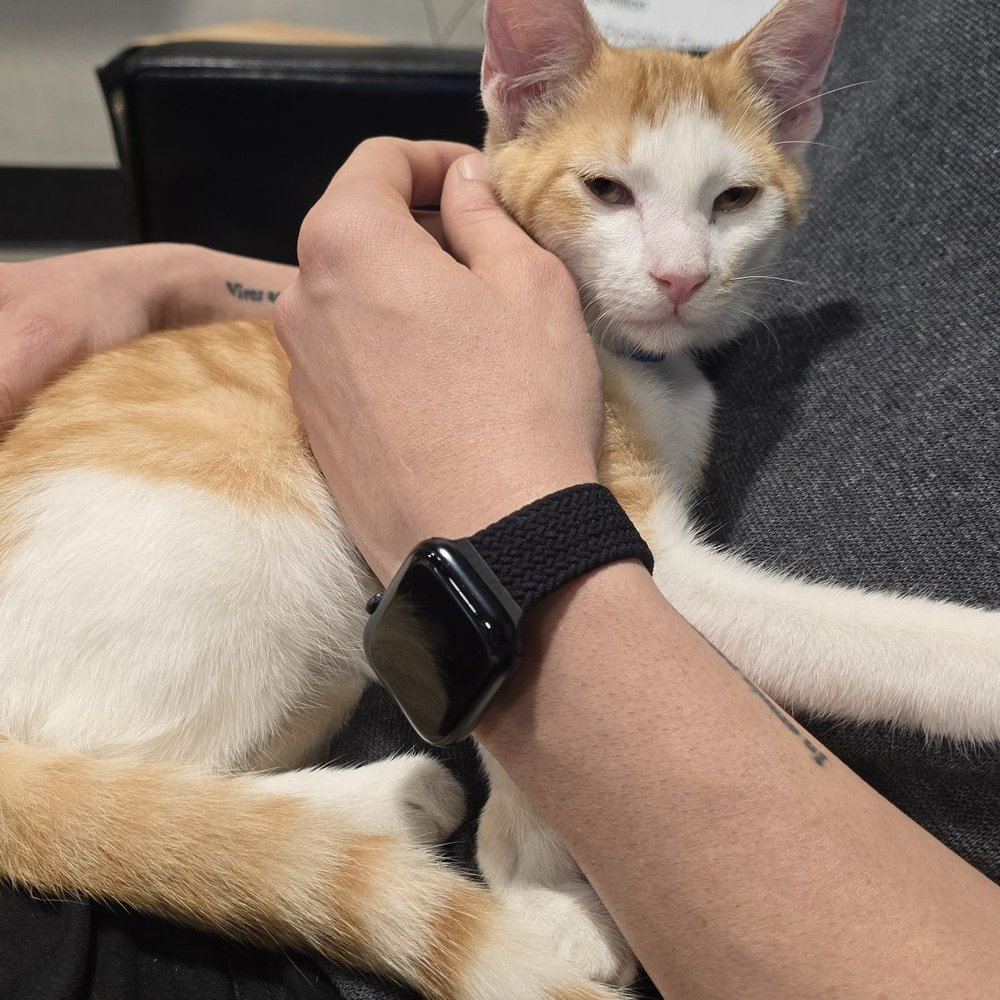 Orlando Cat Cafe - Animal Shelters Near Me - Clermont, Florida