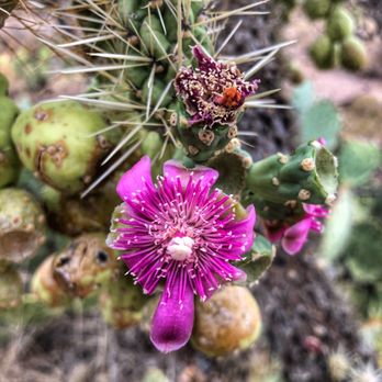 Broadway Trailhead - Cane Cholla flowers - Hiking Near Me - Tucson, Arizona Broadway Trailhead - Cane Cholla flowers - Hiking Near Me - Tucson, Arizona