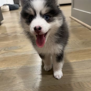 The Painted Pomsky - Pet Breeders Near Me