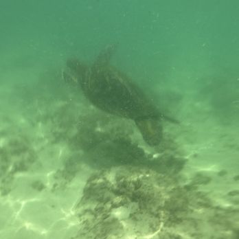 Hawaii Turtle Tours - We saw sea turtles! - Tours Near Me - Honolulu, Hawaii