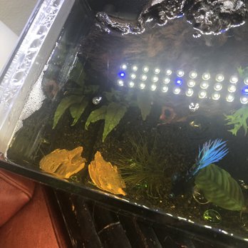 The Fish Store - My betta's small bubble nest made within 2 weeks of putting him in the tank - Local Fish Stores Near Me - Seattle, Washington