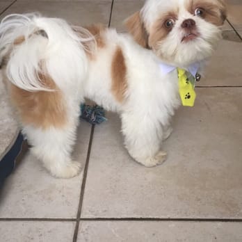 Animal Crackers - Looking fresh after grooming, with a tie! - Pet Stores Near Me - Miami, Florida Animal Crackers - Looking fresh after grooming, with a tie! - Pet Stores Near Me - Miami, Florida
