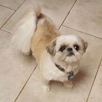 Woof Cuts - Pet Groomers Near Me - Ho Ho Kus, New Jersey Woof Cuts - Pet Groomers Near Me - Ho Ho Kus, New Jersey