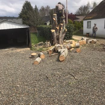 Integra-Tree - Almost finishing cutting down poplar tree - Tree Services Near Me