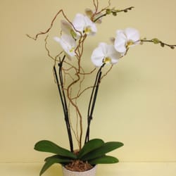 All Fresh Floral - 2 SPIKES OCHID