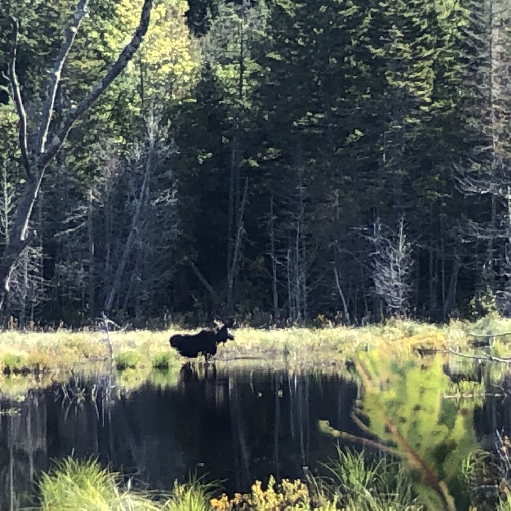Moosehead Area Guide Service - Moose - Fishing Near Me - Greenville, Maine Moosehead Area Guide Service - Moose - Fishing Near Me - Greenville, Maine