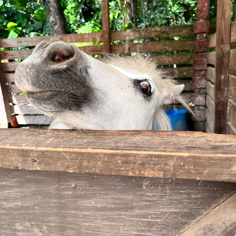 ​Happi Farm - Pony - Community Service/Non-Profit Near Me - Davie, Florida