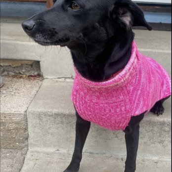 Wag Your Tail - Liberty Rose - Pet Groomers Near Me - Lakewood, California