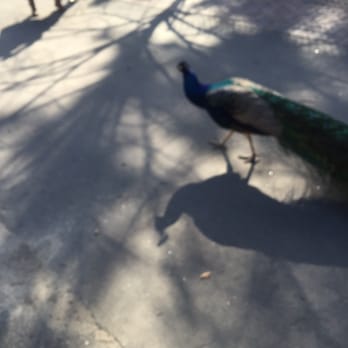 Virginia Zoological Society - Peacocks just strolling - Zoos Near Me - Norfolk, Virginia