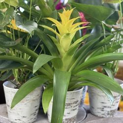 Cason's Flowers & Gifts - Bromeliad and antherium plants