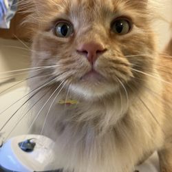The Paw Spa