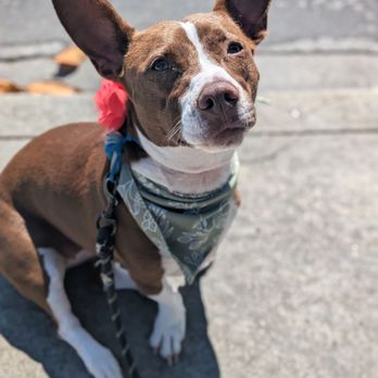 Cali K9 - Luchi! - Pet Training Near Me - Los Angeles, California Cali K9 - Luchi! - Pet Training Near Me - Los Angeles, California