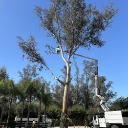 Tornado Tree Care and Roll Off