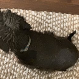 Animal cruelty