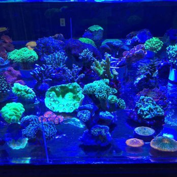 Splash Aquarium - corals - Local Fish Stores Near Me - Sacramento, California Splash Aquarium - corals - Local Fish Stores Near Me - Sacramento, California